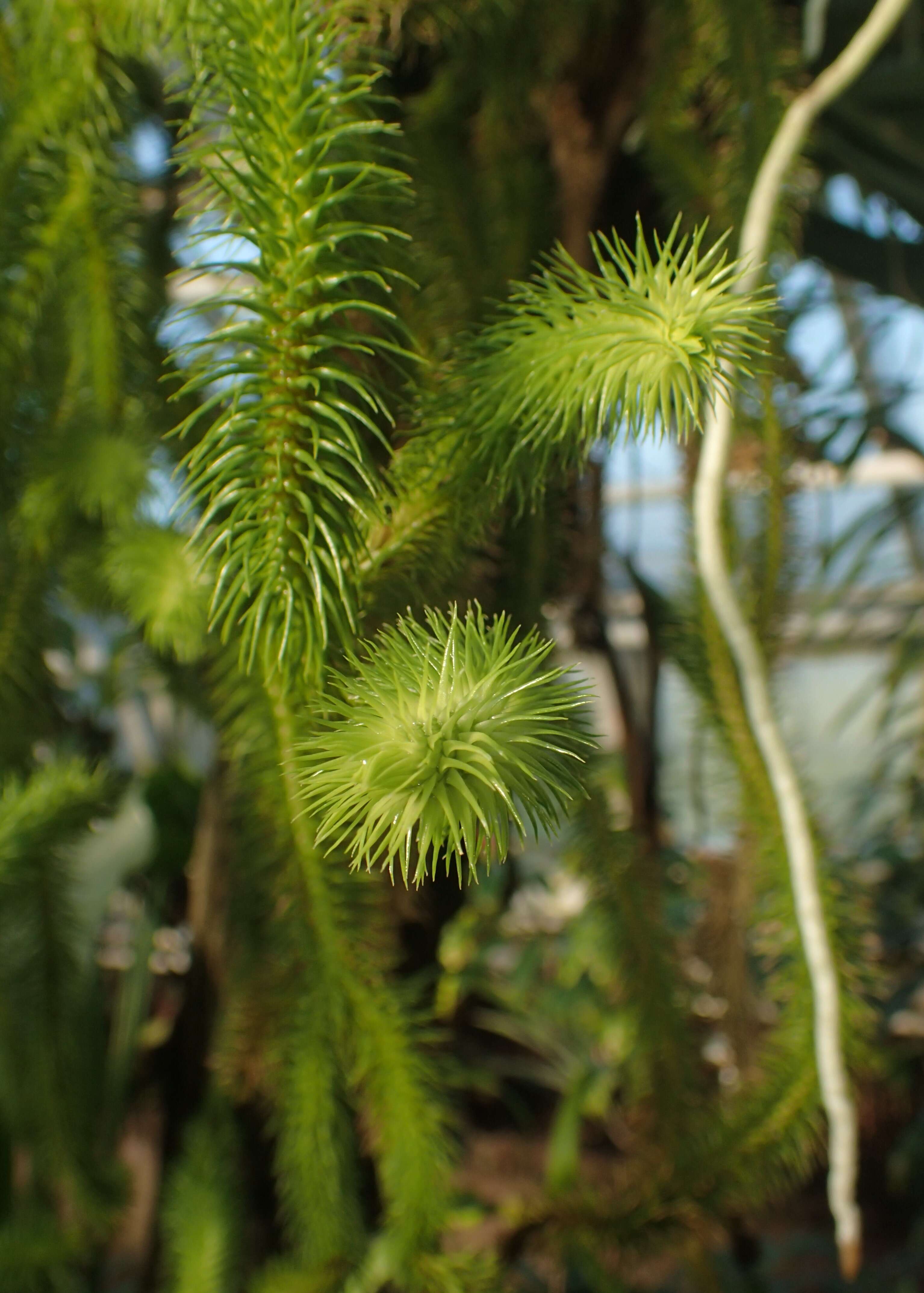 Image of rock tassel fern