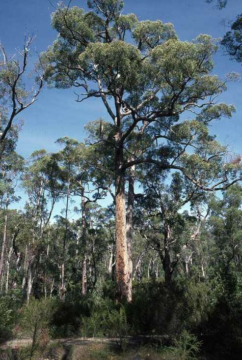 Слика од Eucalyptus brevistylis Brooker