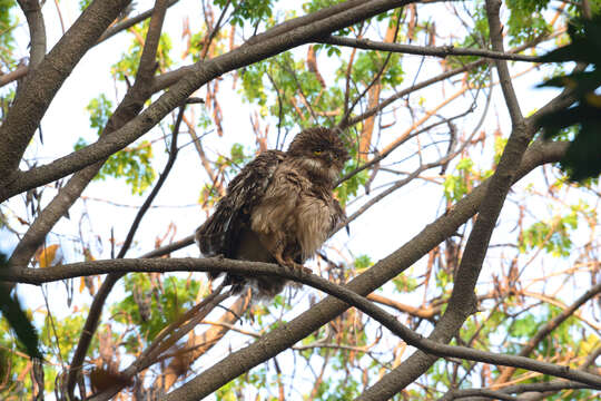 Image of Brown Fish Owl