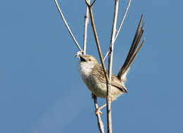 Image of Graceful Prinia