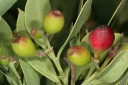 Image of Coastal tannin-bush