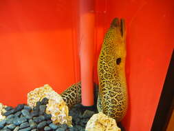 Image of Giant moray