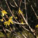 Image of early forsythia