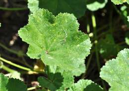 Image of common mallow