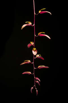 Imagem de Bulbophyllum callichroma Schltr.