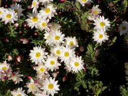 Image of Pimelea ciliolaris (Threlfall) B. L. Rye