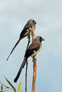 Image of Grey Treepie