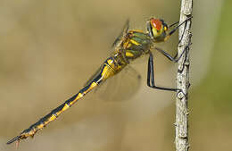 Image of Yellow-spotted Emerald