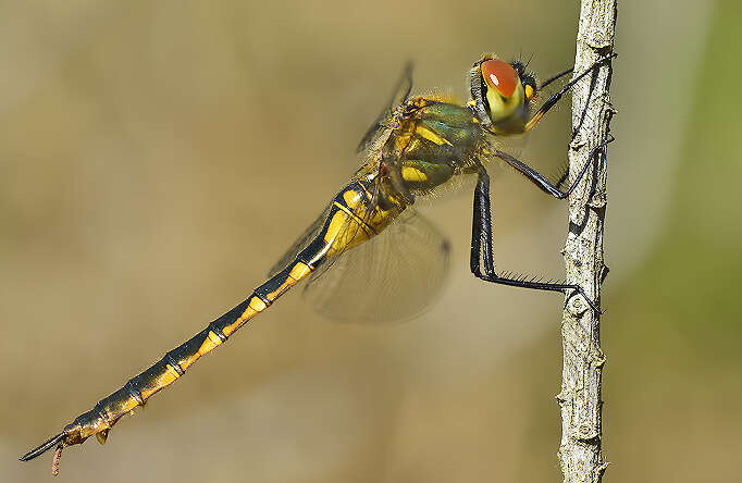 Image of Yellow-spotted Emerald