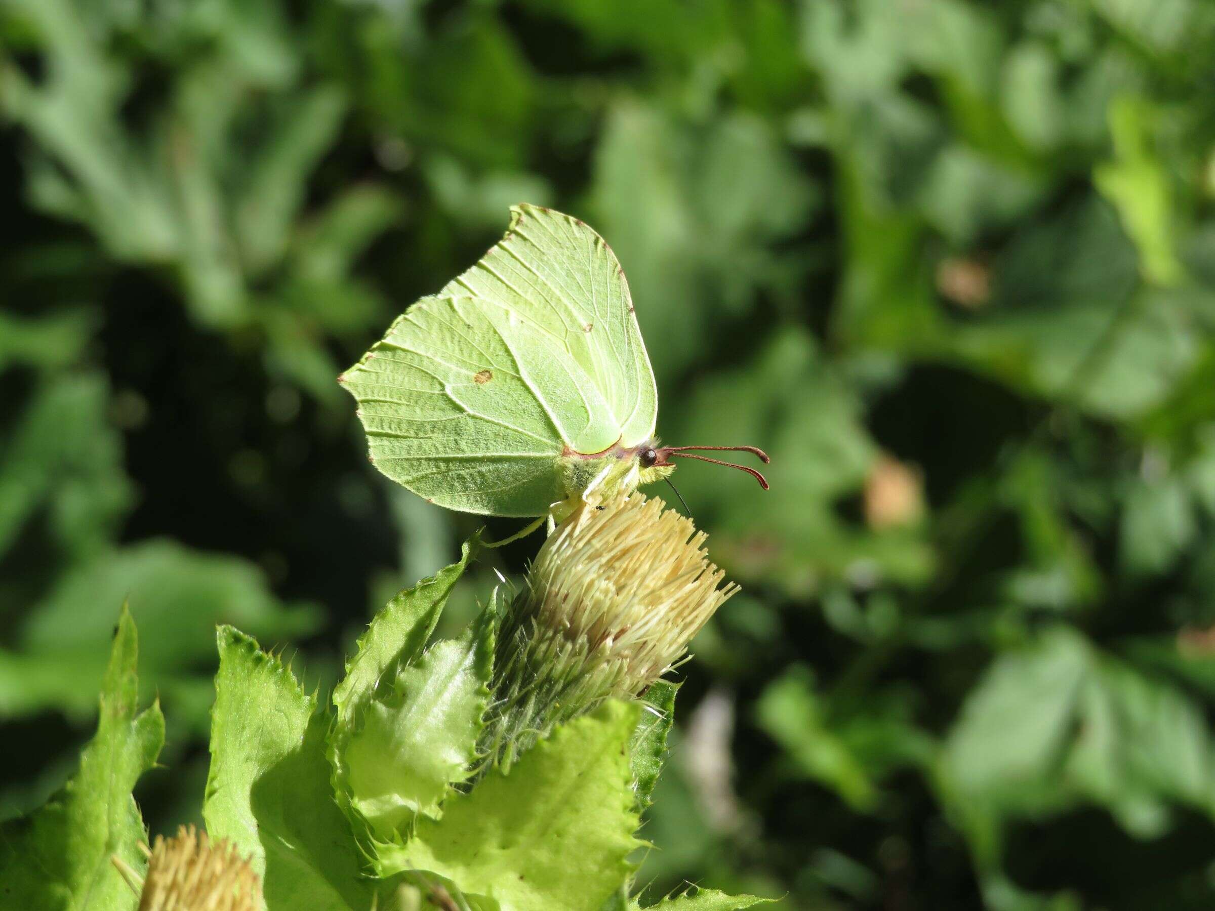 Image de Cirse maraîcher