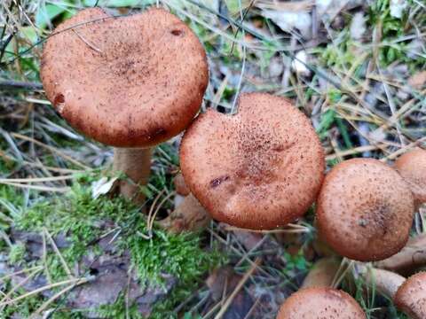 Image of Armillaria ostoyae (Romagn.) Herink 1973