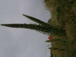 Plancia ëd Echium pininana Webb & Berth.