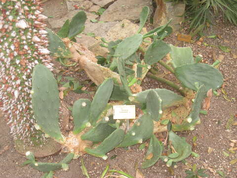 Image of Opuntia elata Salm-Dyck