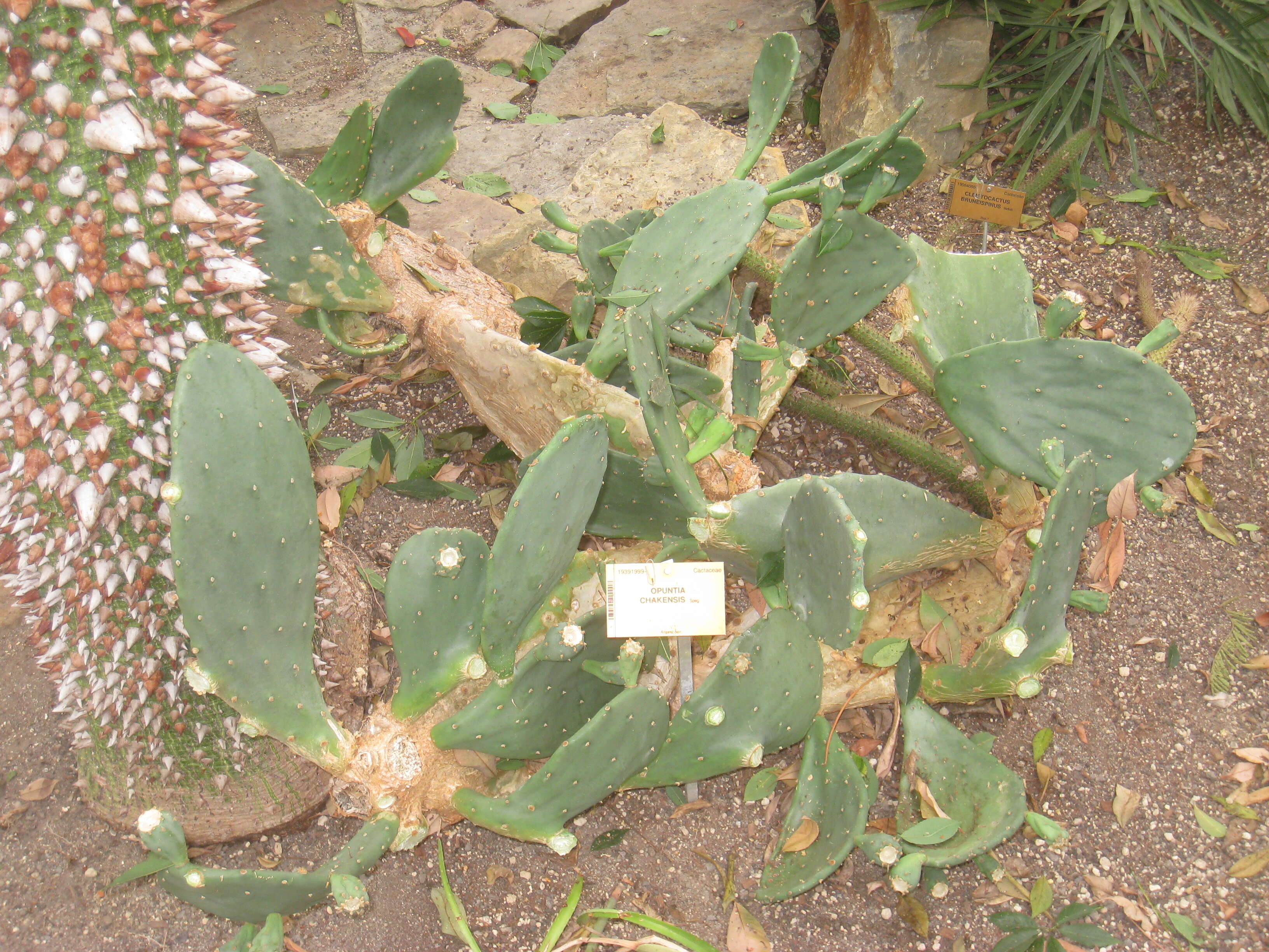 Image of Opuntia elata Salm-Dyck