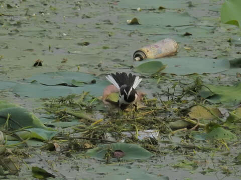 Image of White-browed Wagtail