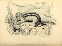 Callospermophilus Merriam 1897 resmi