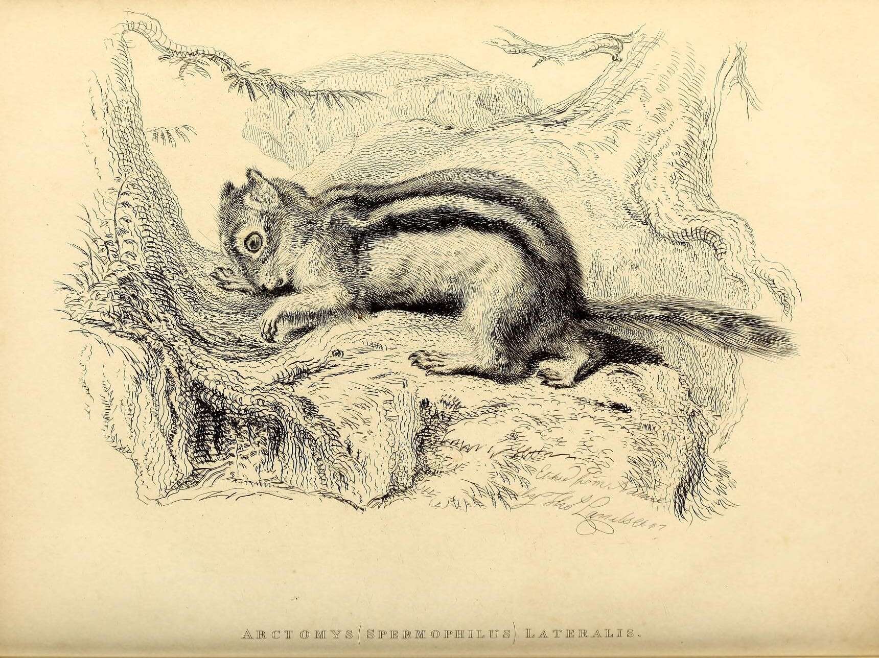 Image of Callospermophilus Merriam 1897
