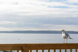 Image of Ring-billed Gull