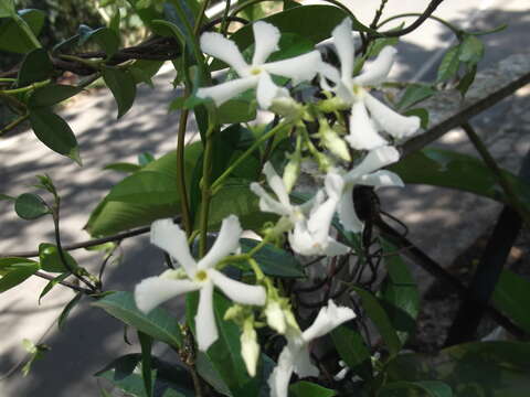 Image of Star-jasmine or Confederate-jasmine