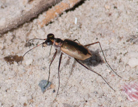 Image of Eunot Tiger Beetles