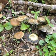 Image of Psilocybe ovoideocystidiata Guzmán & Gaines 2007