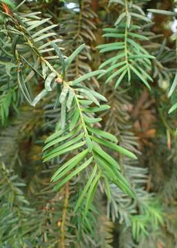 Image of Taxus wallichiana