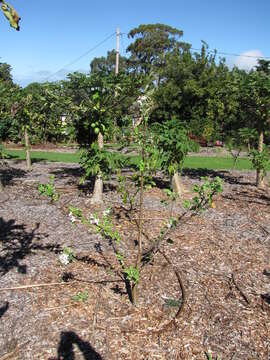 Image of paradise apple