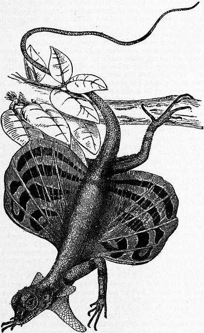 Image of Barred Flying Dragon