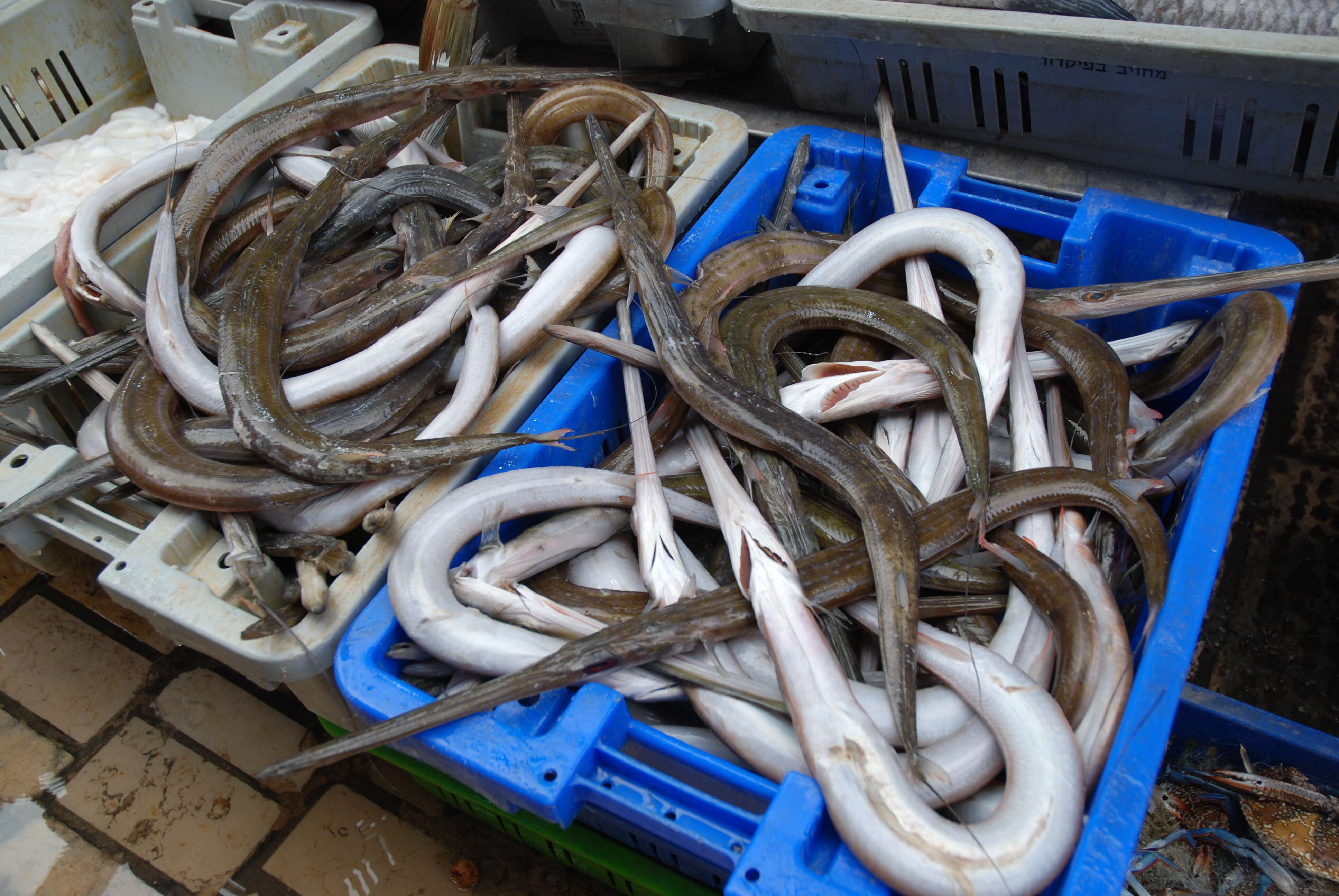 Image of cornetfishes