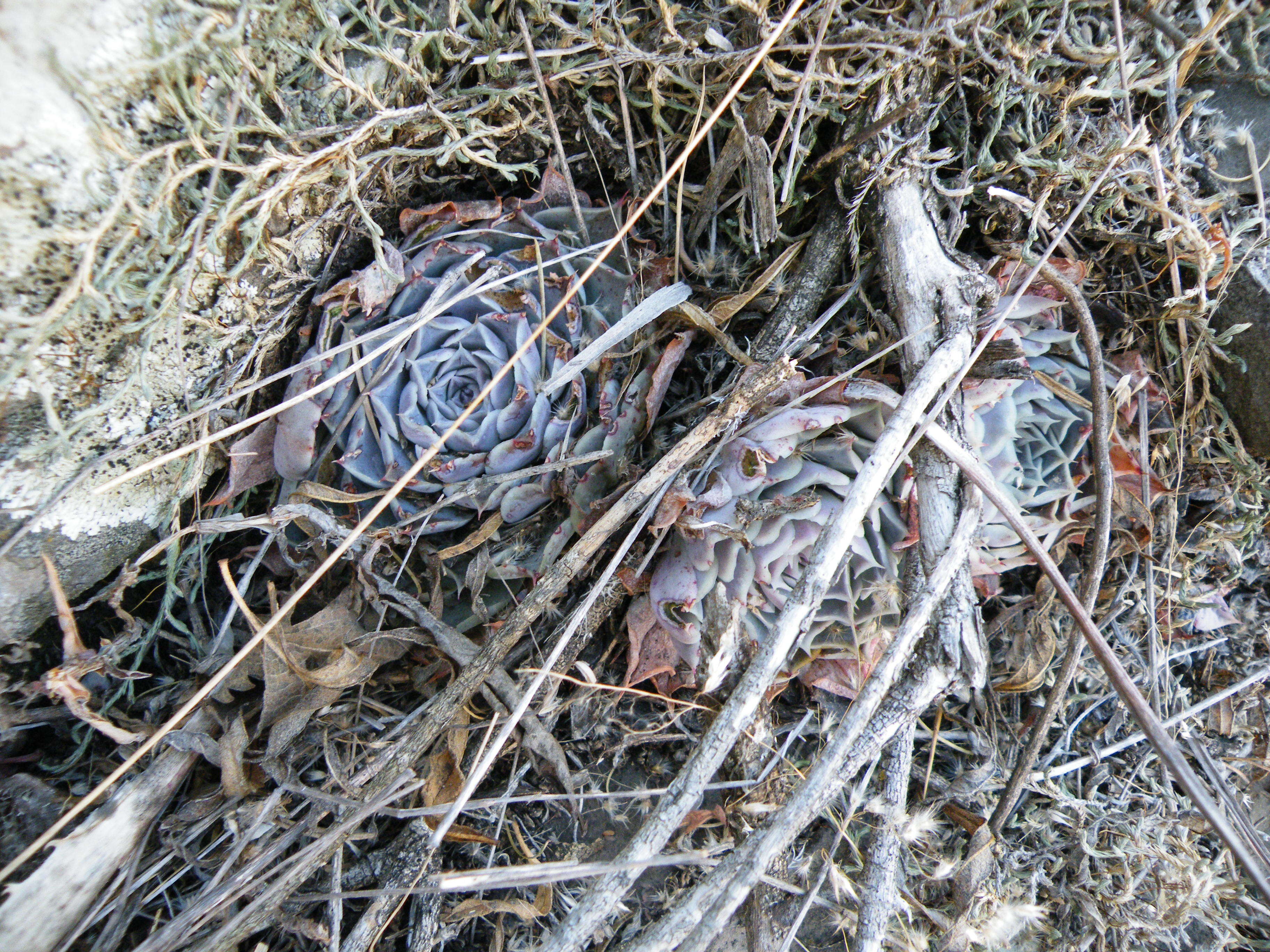 Image of hens and chicks