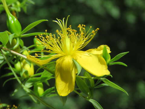 Image of Hypericum oblongifolium Choisy