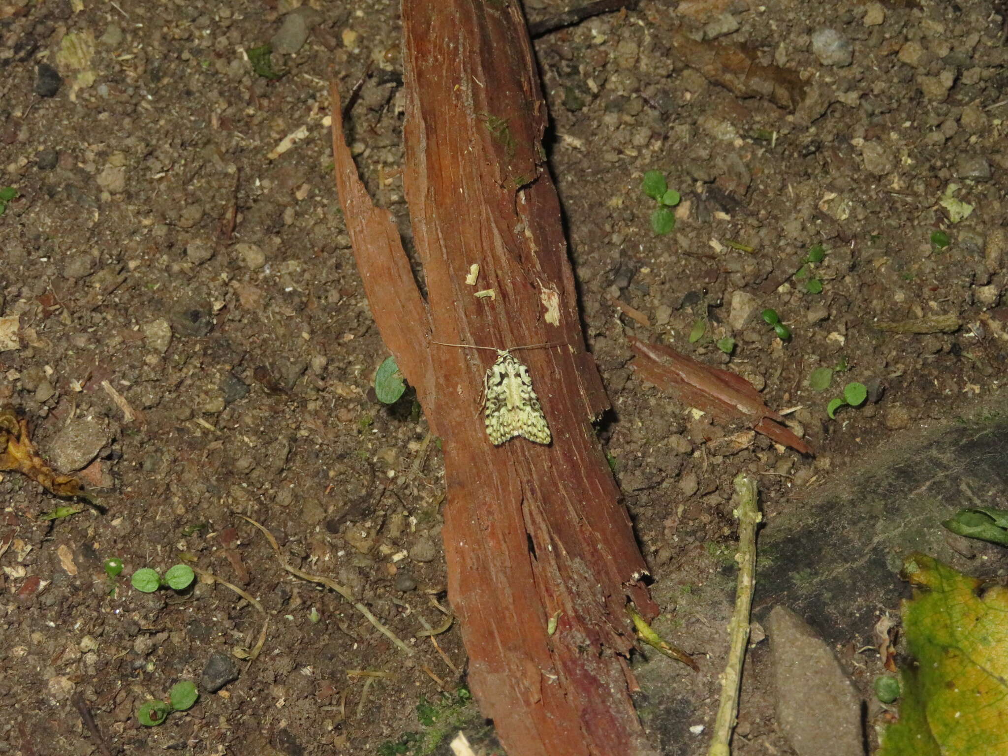 Image of Lichen Snoutlet