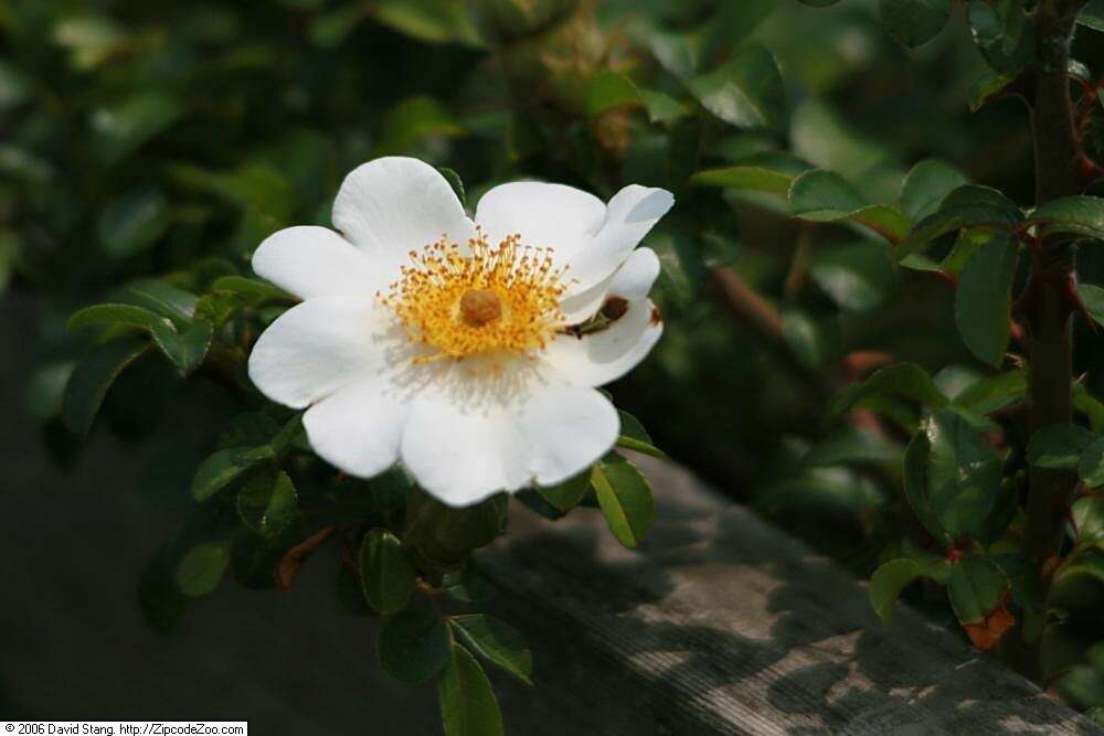 Imagem de Rosa bracteata J. C. Wendl.