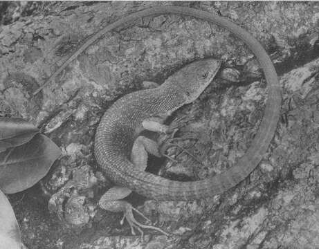 Image of Gastropholis tropidopholis (Boulenger 1916)