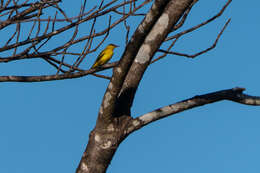 Image of Black-naped Oriole