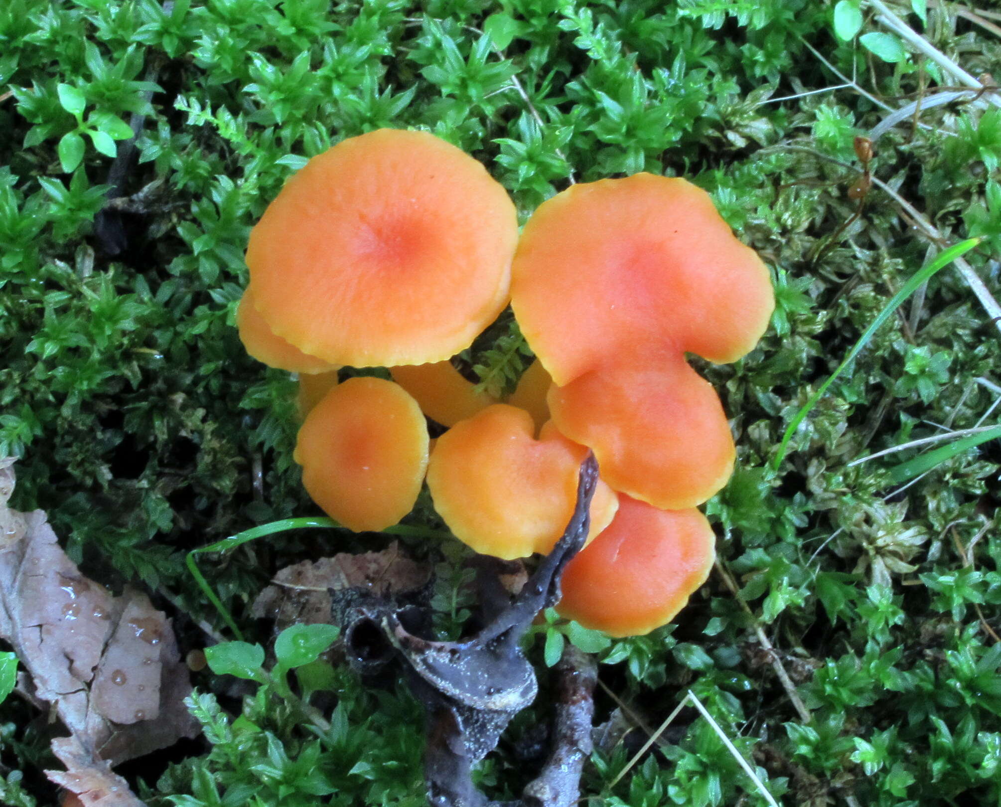 Image of Hygrocybe miniata (Fr.) P. Kumm. 1871