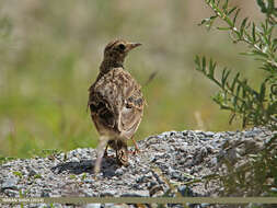 Image of Oriental Skylark