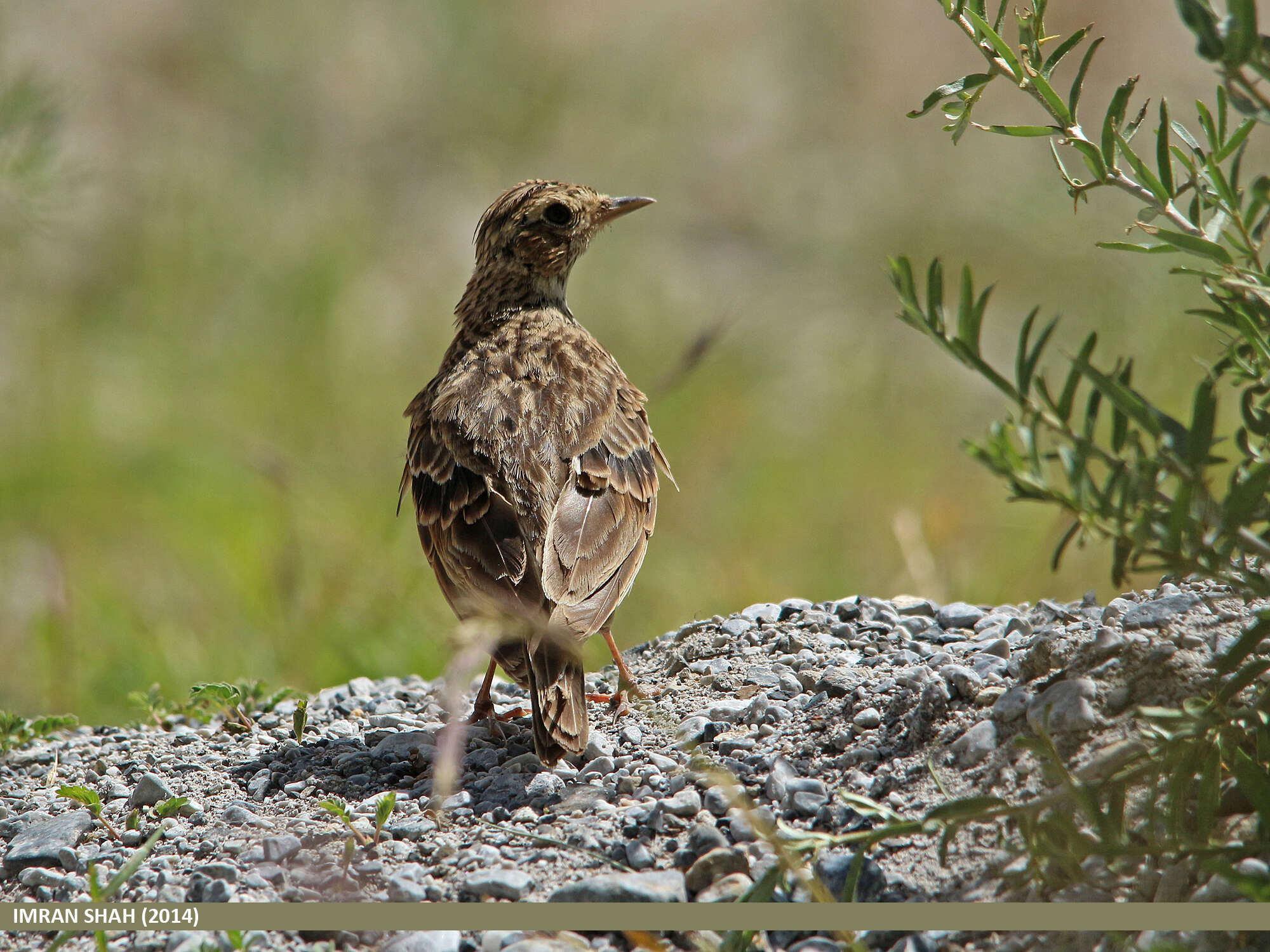 Image of Oriental Skylark