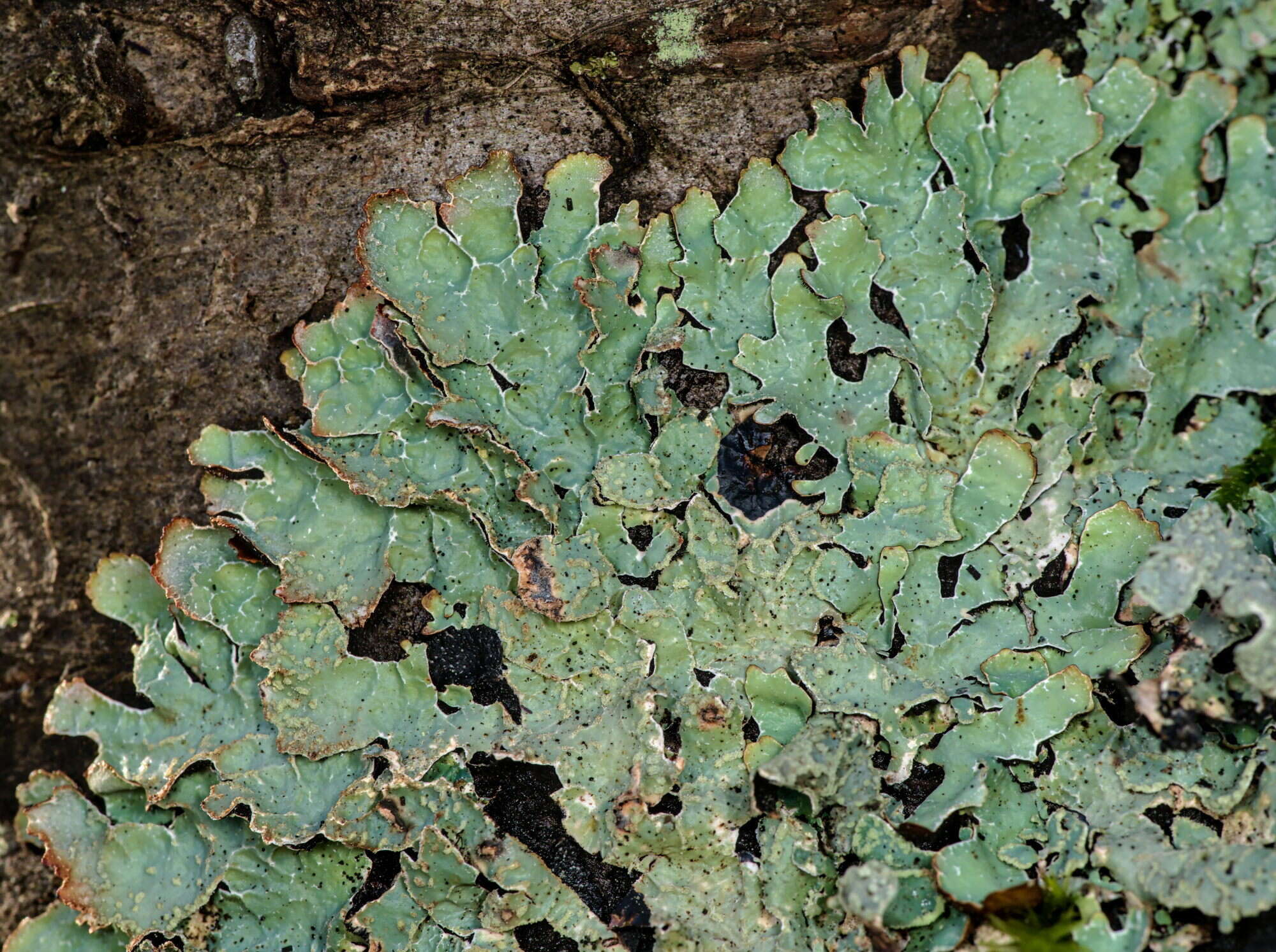 Image of Hammered shield lichen