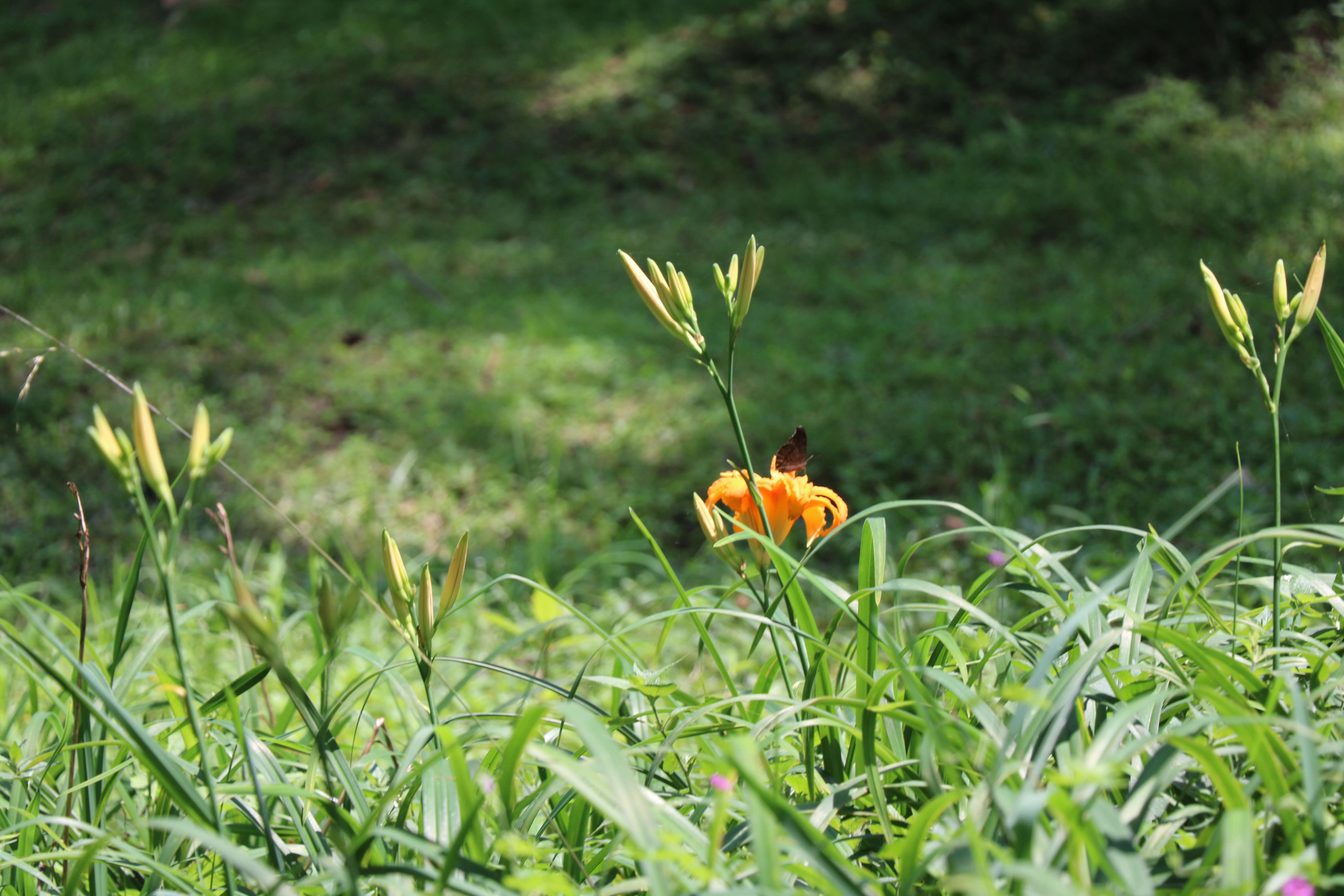 Image of Daylily