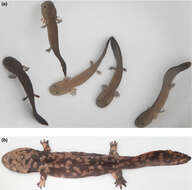 Image of Chinese giant salamander
