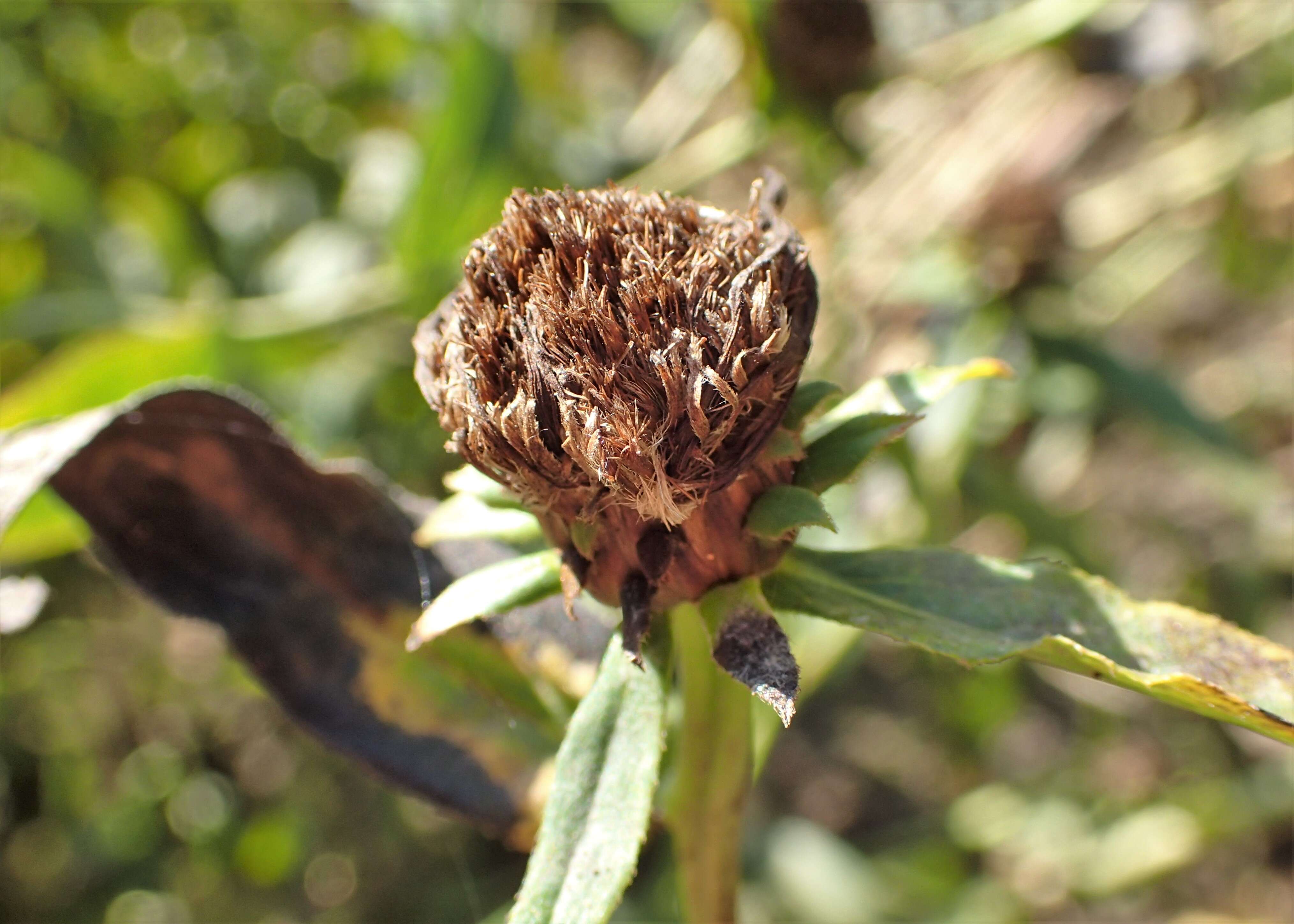 Image of Inula salicina