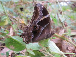 Image of Bamboo Tree Brown