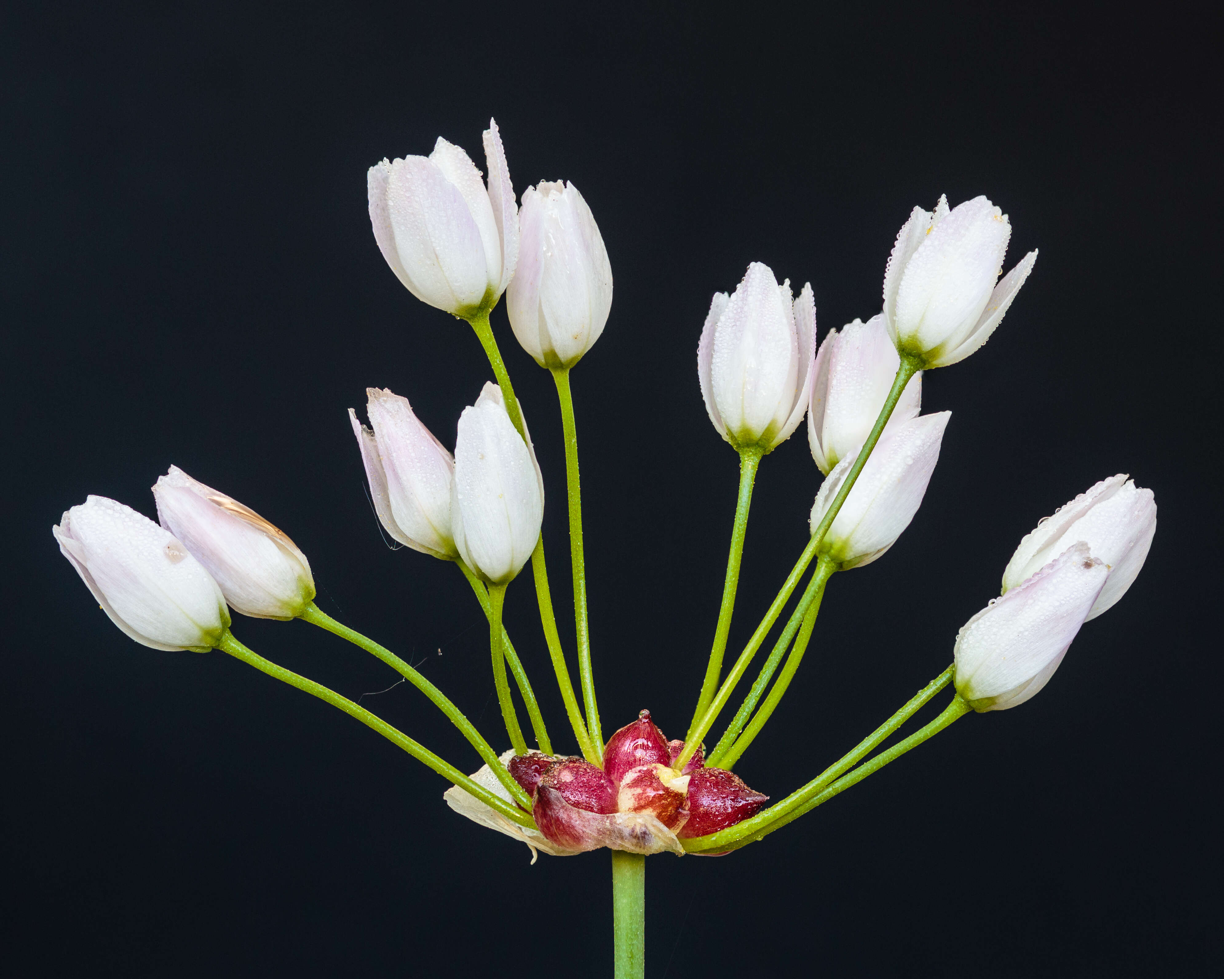 Image of meadow garlic