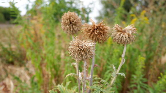 Image of tall globethistle