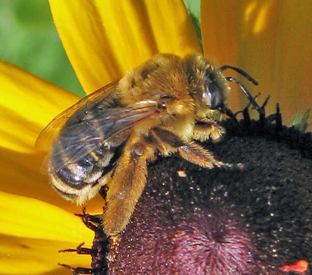 Image of Agile Long-horned Bee