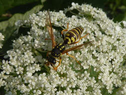 Image de Polistes gallicus (Linnaeus 1767)