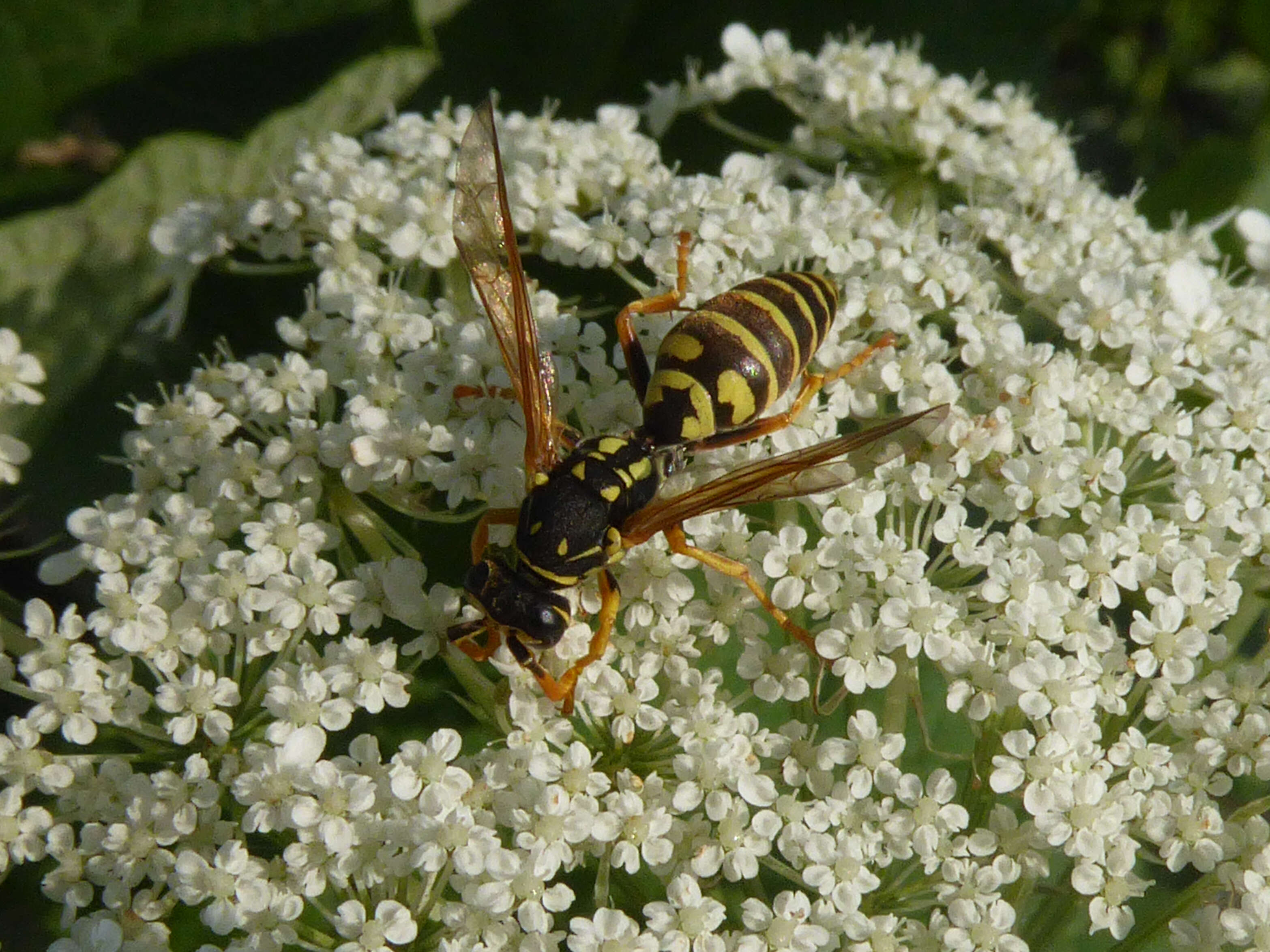 Image de Polistes gallicus (Linnaeus 1767)