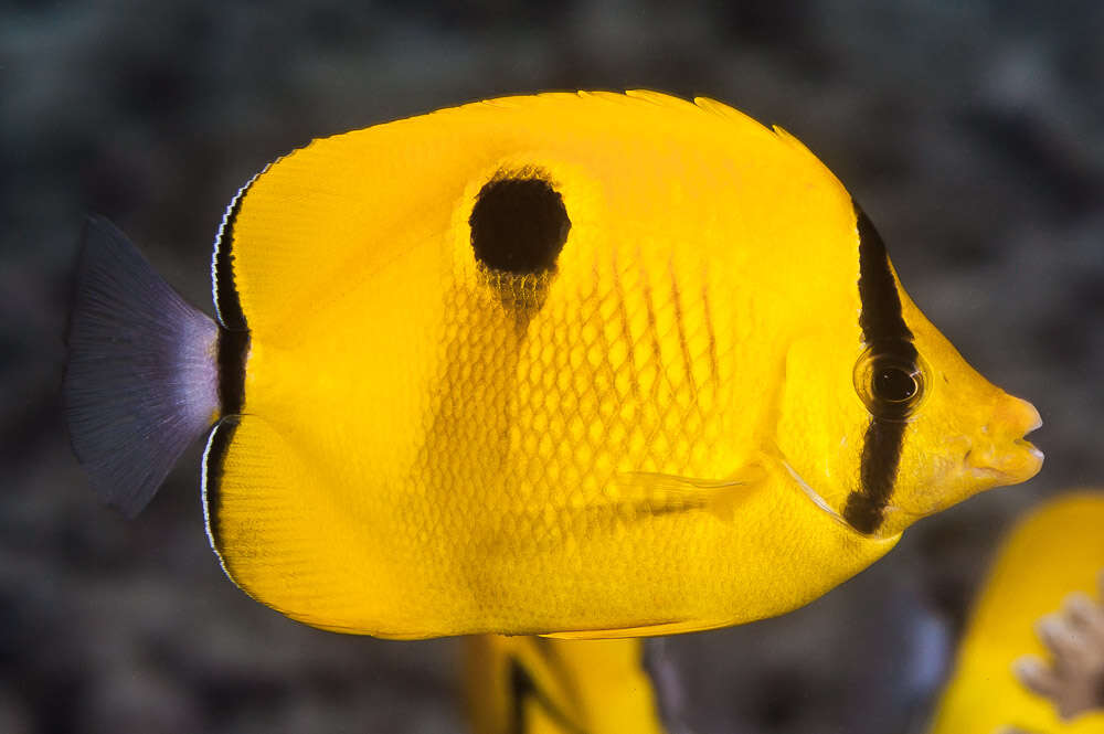 Image of Indian Teardrop Butterflyfish