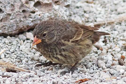 Image of Sharp-beaked Ground Finch